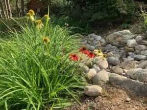 dry creek bed with cone flower
