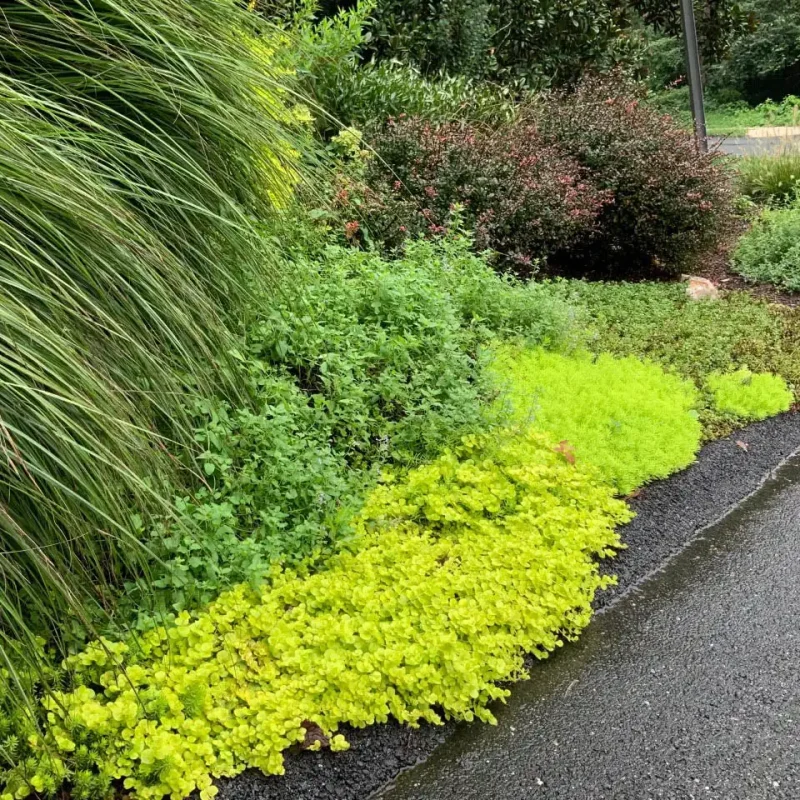Rockville, MD Landscape Installation
